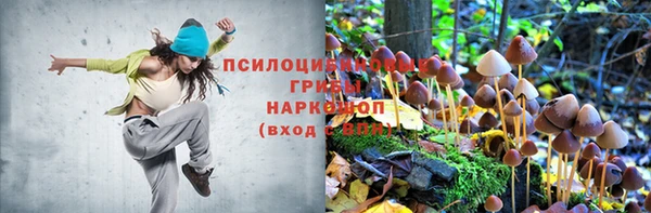 гашик Зеленокумск